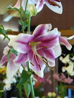 Foto: Dr. Peter Müller